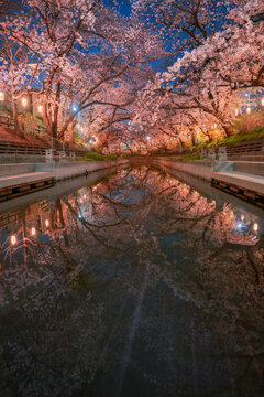 Motoara River Sakura In Lantern Light