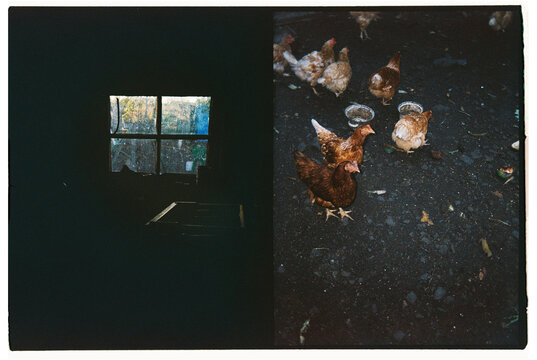 A diptych of two frames of chickens and a window