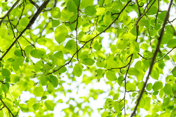 Obraz premium Tree with leaves the sun is shining through