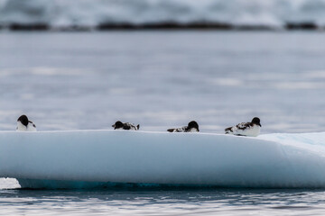 Close-up of four Cape Petrels - Daption capense- resting on an iceberg near Danco Island, on the...