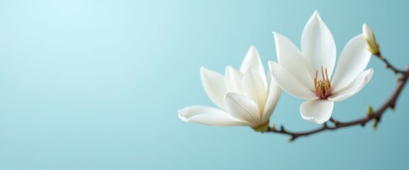 White Magnolia Flower on a Blue Background