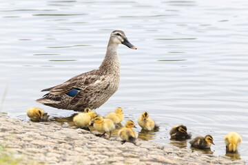 水辺で休むカルガモの親子