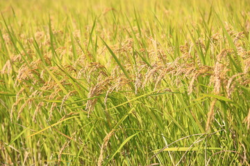 秋の田、収穫間近の稲穂
