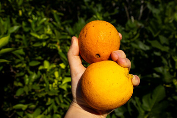 Hand showing fresh oranges in garden under sunlight