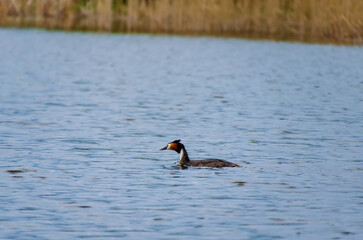 A great crested grebe gliding silently across calm water in spring reeds. Grebe calmly glides on water, profile view, eye-level shot, reed lake, peaceful mood, nature concept, quiet observation.