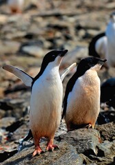 Fototapeta premium Grace in the Ice: The World of the Adélie Penguin
