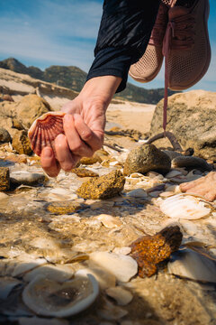 Hand holding shell over rocky shore