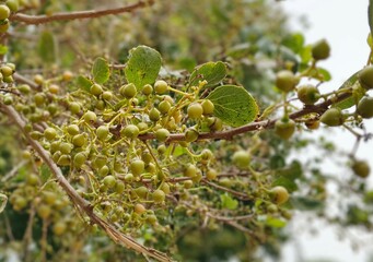 selective image of Cordia Obliqua or Cordia myxa in tree branch, closeup shot of Cordia Myxa medical fruit