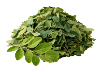 Moringa leaf harvesting process garden plant material agricultural sustainability isolated on transparent background