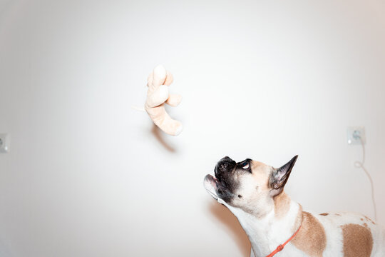 Funny face french bulldog