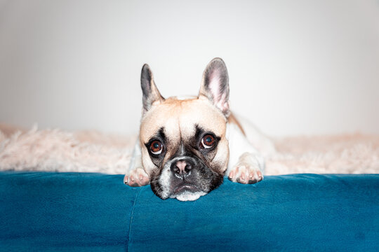 Sad french bulldog
