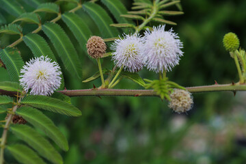 Leucaena Leucocephala Plant with White Puffball Flowers and Delicate Fern-like Green Leaves