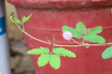 Mimosa Pudica Plant Displaying Pink Bloom and Delicate Sensitive Leaves in Pot