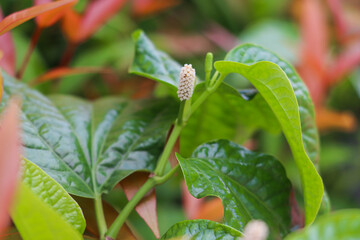 Piper Sarmentosum Plant Featuring Glossy Green Leaves and Upright White Flower Spike