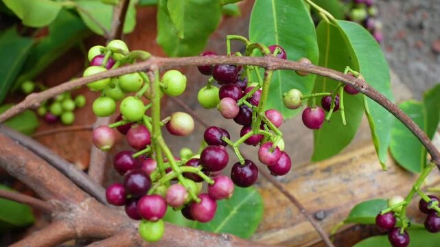 Small black-purple ripe and unripe Syzygium cumini fruits hanging on the tree. Swaying a cluster of Java plum fruits on the tree.