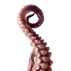 Close-up shot of an octopus tentacle with suction cups on a dark background