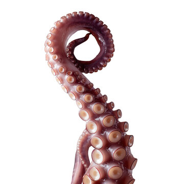 Close-up shot of an octopus tentacle with suction cups on a dark background