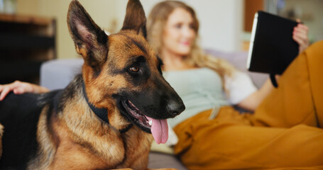Woman, dog and relax with tablet for pet insurance, care or love for companion on sofa at home. Female person, animal and break with canine or german shepherd on couch for comfort or cozy shelter
