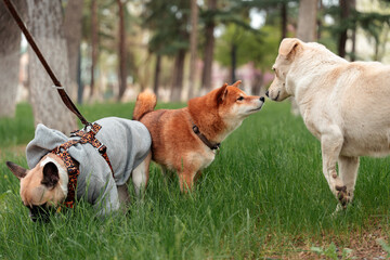 Dogs body language communication