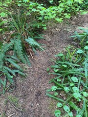 fern in the forest