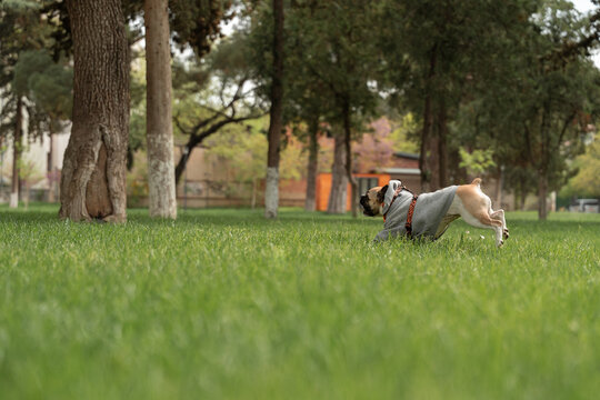 Playing fetch with dog 