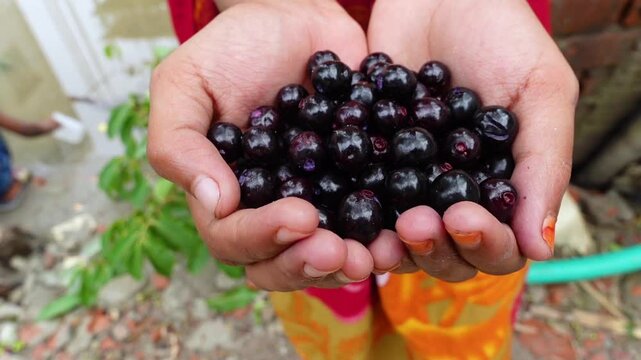 Small black-purple ripe and unripe Syzygium cumini fruits hanging on the tree. Swaying a cluster of Java plum fruits on the tree.