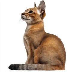 Obraz premium Elegant domestic Abyssinian cat sitting with poised posture and alert expression, showcasing sleek short coat and striking almond eyes against a plain white background