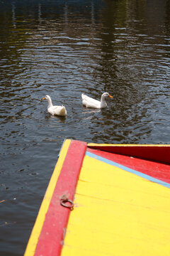 Two ducks in the canal water