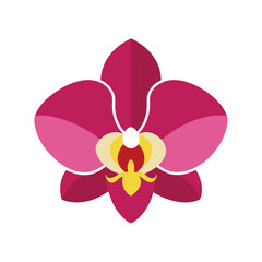 orchid isolated on white background