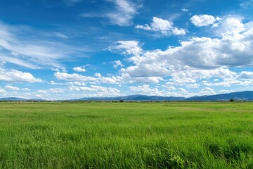 Expansive grassland under a vibrant blue sky dotted with fluffy white cumulus clouds.  Distant, low-lying mountains form a hazy backdrop