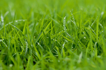 Green Grass background at football field