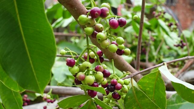 Small black-purple ripe and unripe Syzygium cumini fruits hanging on the tree. Swaying a cluster of Java plum fruits on the tree.