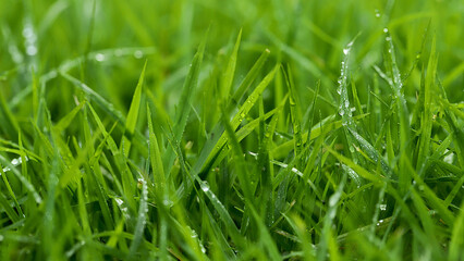 Green Grass background at football field