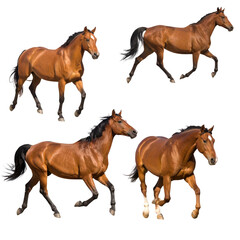 Horses Galloping: Dynamic Poses on Transparent Background