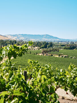 napa valley vineyard