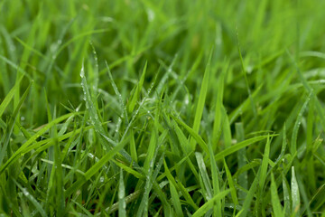 Green Grass background at football field