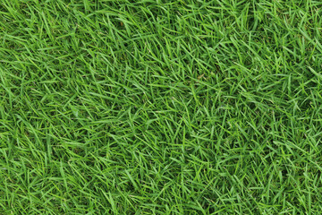 Green Grass background at football field
