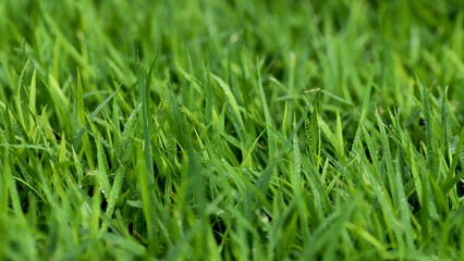 Green Grass background at football field