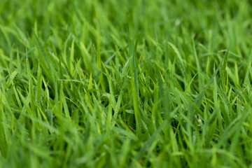 Green Grass background at football field