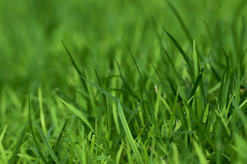 Green Grass background at football field