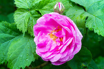 A close-up of a rosehip flower. Pink wild rose.