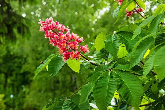 Red horse-chestnut blossom in the garden. Aesculus carnea is a medium-sized tree, an artificial hybrid between A. pavia (red buckeye) and A. hippocastanum. Close-up of the pink inflor