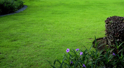 Green grass in a public park in a housing estate