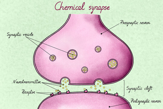 Chemical synapse illustration