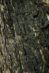 Black tree bark natural texture background