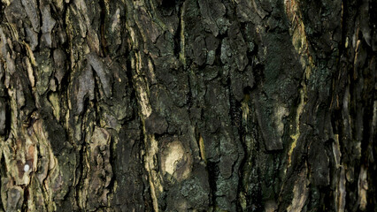 Black tree bark natural texture background