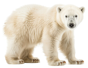 Polar bear isolated on white background png transparent clipart.