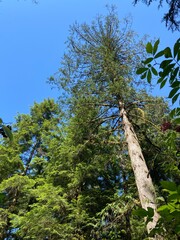 Fototapeta premium pine trees in the forest