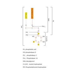 Structure of Phosphatidylinositol Bisphosphate (PIP₂) and Cleavage by Phospholipases PLA₂, PLC, and PLD Producing DAG, IP₃, PA, and Arachidonic Acid 
