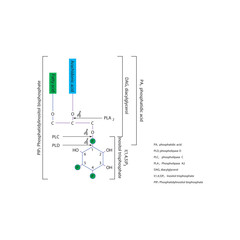 Structure of Phosphatidylinositol Bisphosphate (PIP₂) and Cleavage by Phospholipases PLA₂, PLC, and PLD Producing DAG, IP₃, PA, and Arachidonic Acid 